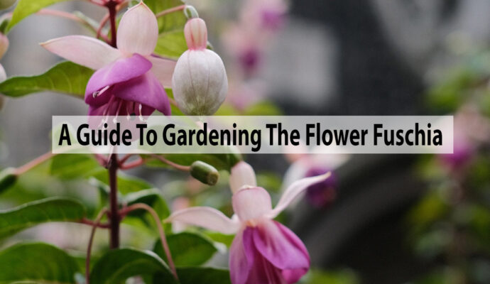 A Guide To Gardening The Flower Fuschia