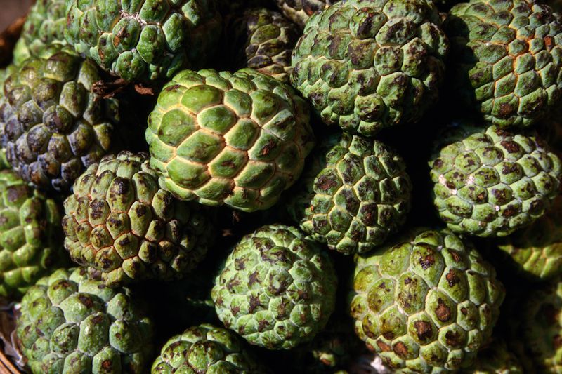 How-do-you-get-the-best-way-to-use-Custard-Apples-for-Good-Health